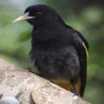image of bird