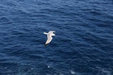 image of seagull