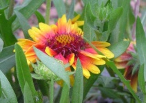 image of flower