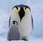 image of emperor_penguin #6