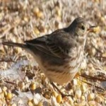 image of bird