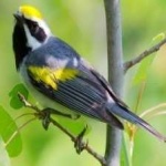 image of bird