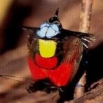 image of bird