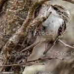 image of bird