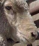 image of animal