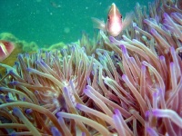 image of sea_anemone