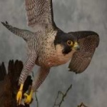 image of bird