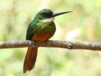 image of jacamar
