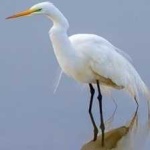 image of bird
