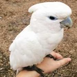 image of bird