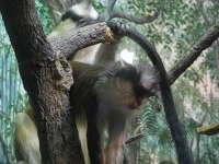 image of guenon