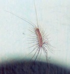 image of centipede