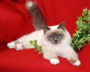 image of birman #27