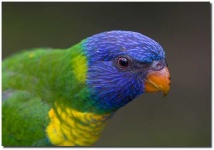 image of lorikeet