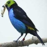 image of bird