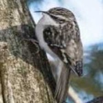 image of bird