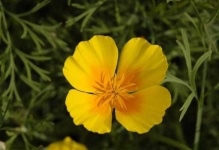 image of flower
