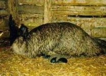 image of emu