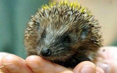 image of hedgehog