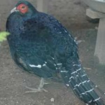 image of bird
