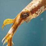 image of animal