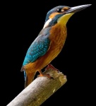 image of kingfisher