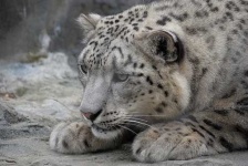 image of snow_leopard