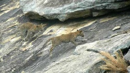 image of jaguar_car