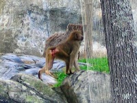 image of baboon