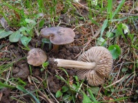 image of mushrooms