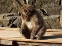 image of macaque