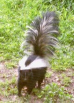 image of skunk