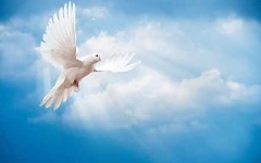 image of dove