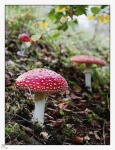 image of agaric #30