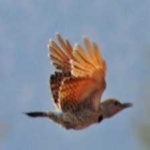 image of bird