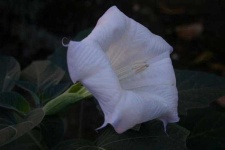 image of flower