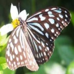 image of animal