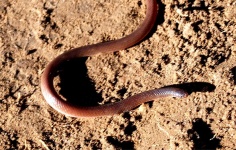image of thunder_snake
