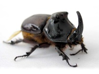 image of rhinoceros_beetle #34