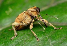 image of weevil