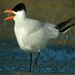 image of bird