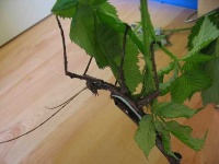 image of walking_stick