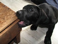 image of labrador_retriever #16