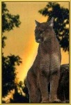 image of cougar_body