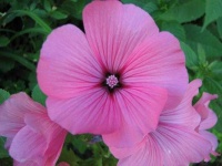 image of flower