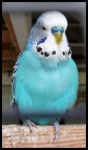 image of parakeet