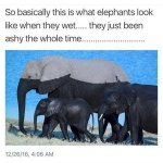 image of animal
