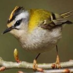 image of bird
