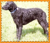 image of curly_coated_retriever