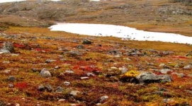 image of tundra